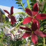 Combretum indicum Outro