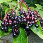 Sambucus nigra Fruit