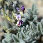 Astragalus layneae Hábito