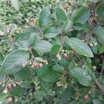 Cotoneaster acutifolius Leaf