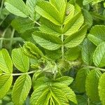 Rosa rugosa Feuille