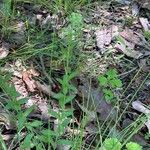 Myosotis macrospermaBlad