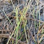 Littorella uniflora Leaf