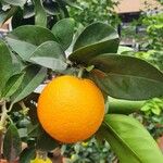 Citrus × aurantium Folha