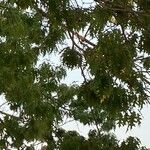 Quercus shumardii Leht