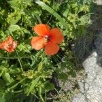 Papaver pinnatifidum Kukka