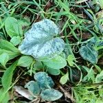 Cyclamen balearicum Leaf