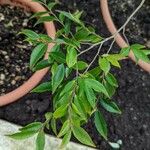 Camellia salicifolia Hoja