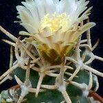 Pediocactus peeblesianus Flower
