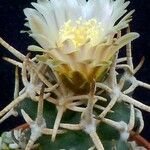 Pediocactus peeblesianus