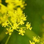 Smyrnium perfoliatum Flower