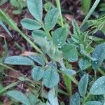 Indigofera volkensii Fuelha