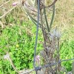 Epilobium hirsutum Frukto
