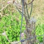 Epilobium hirsutum Gyümölcs