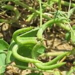 Astragalus hamosus Frucht