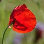 Papaver umbonatum Květ