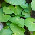 Hydrocotyle leucocephala Leaf