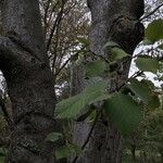 Alnus incana पत्ता