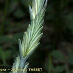 Elytrigia obtusiflora 花