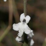 Anarrhinum laxiflorum Fleur