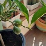 Citrus japonica Frucht