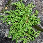 Pilea microphylla Hábito