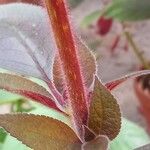 Kohleria hirsuta Bark