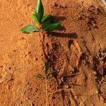 Acacia mangium Агульны выгляд