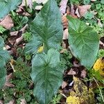 Arum cylindraceum Φύλλο