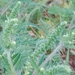 Ambrosia artemisiifolia Blomma