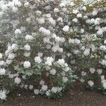 Rhododendron campanulatum Casca