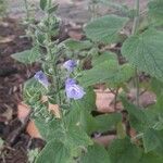 Scutellaria ovata Flower