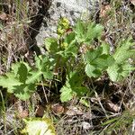 Sanicula crassicaulis Plante entière