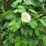 Ipomoea alba Blüte