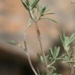 Thymus longiflorus Other