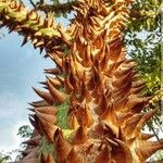 Ceiba pentandra 樹皮