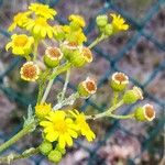 Senecio vernalis Flor