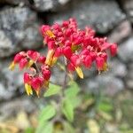 Kalanchoe pinnataᱵᱟᱦᱟ