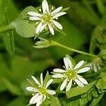 Stellaria alsine Blomma