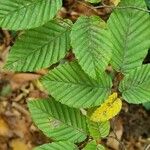 Carpinus orientalis Blad