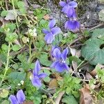 Viola riviniana Flors