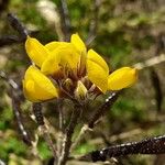 Adenocarpus foliolosus Flor