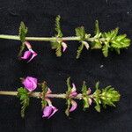 Pedicularis gracilis Yeri