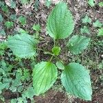 Plantago rugelii Folha