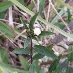 Sida rhombifolia Blüte