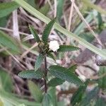 Sida rhombifolia Flower