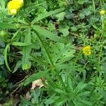 Ranunculus auricomus Leaf