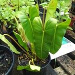 Philodendron burle-marxiiFolio