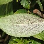 Strobilanthes hamiltonianus Leaf