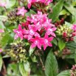 Pentas lanceolata花